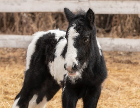 SD Lucky Millionaire