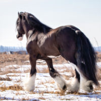 Romeo 4