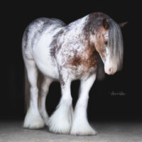 Alfy's ruby new Alfy's ruby new