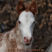 Red Rambler. 5