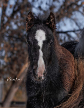 RLR The BookKeeper (“Bookie”) 