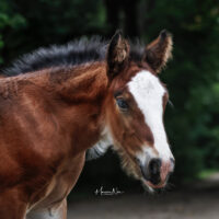 Carmel Jo 2 Carmel Jo 2