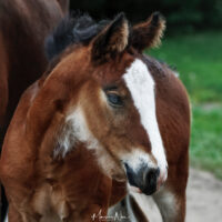 Carmel Jo 3 Carmel Jo 3