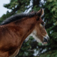 Carmel Jo 4 Carmel Jo 4