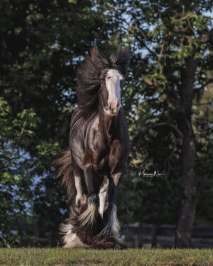 RLR Gloria’s Love Storie