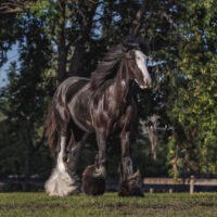 Gloria's Love Story 2 Gloria's Love Story 2