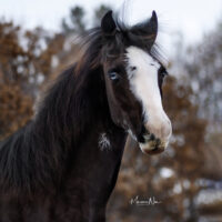 Gloria's Love Story 4 Gloria's Love Story 4