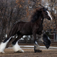 Gloria's Love Story 5 Gloria's Love Story 5