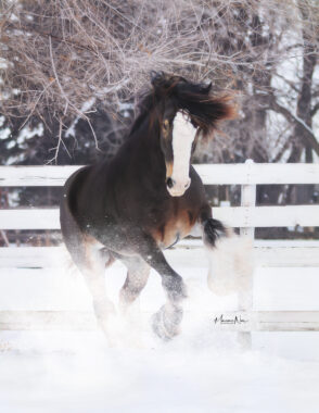 RLR Melissa’s Maddison