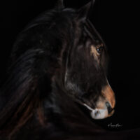 Melissa Maddison 5 Melissa Maddison 5