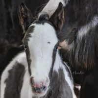 Memphis Blue 2 Memphis Blue 2