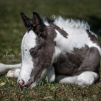 Memphis Blue 3 Memphis Blue 3