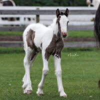 Memphis Blue 4 Memphis Blue 4