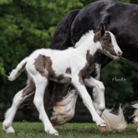 Memphis Blue 5 Memphis Blue 5