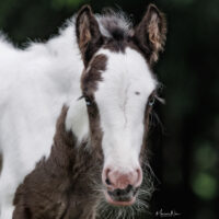 Memphis Blue 6 Memphis Blue 6