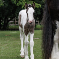 Memphis Blue 7 Memphis Blue 7