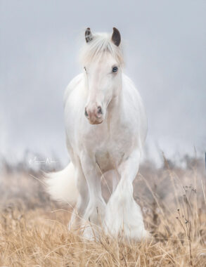 RLR Rhinestone Cowboy