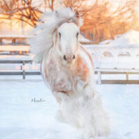 RLR Rhinestone Cowboy 3