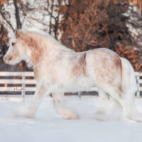 RLR Rhinestone Cowboy 4