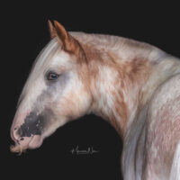 RLR Rhinestone Cowboy 5