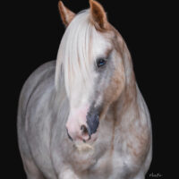 RLR Rhinestone Cowboy 6