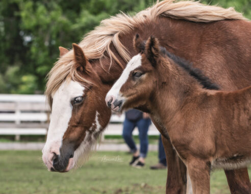 Tyler of River Lane Ranch 